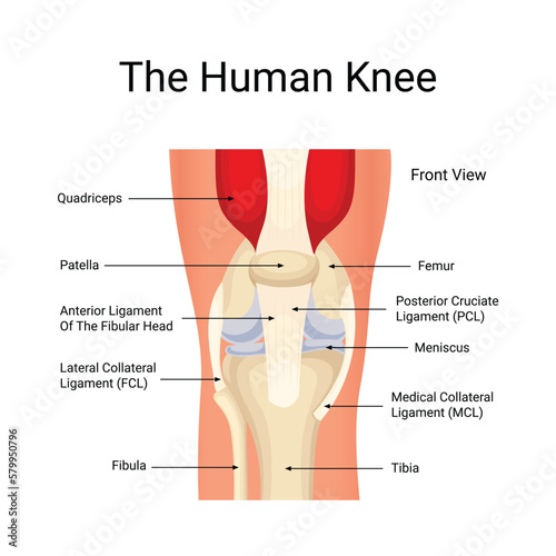 Vector human knee anatomy diagram