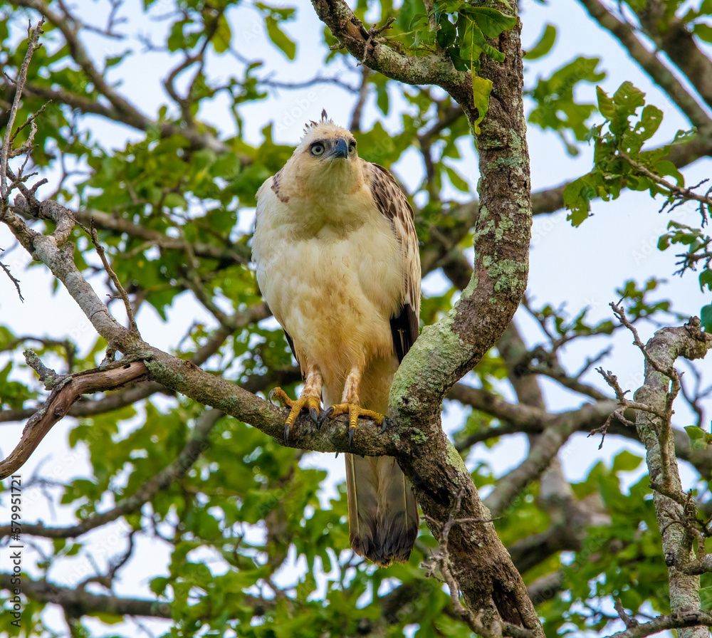 Crested hawk-eagle