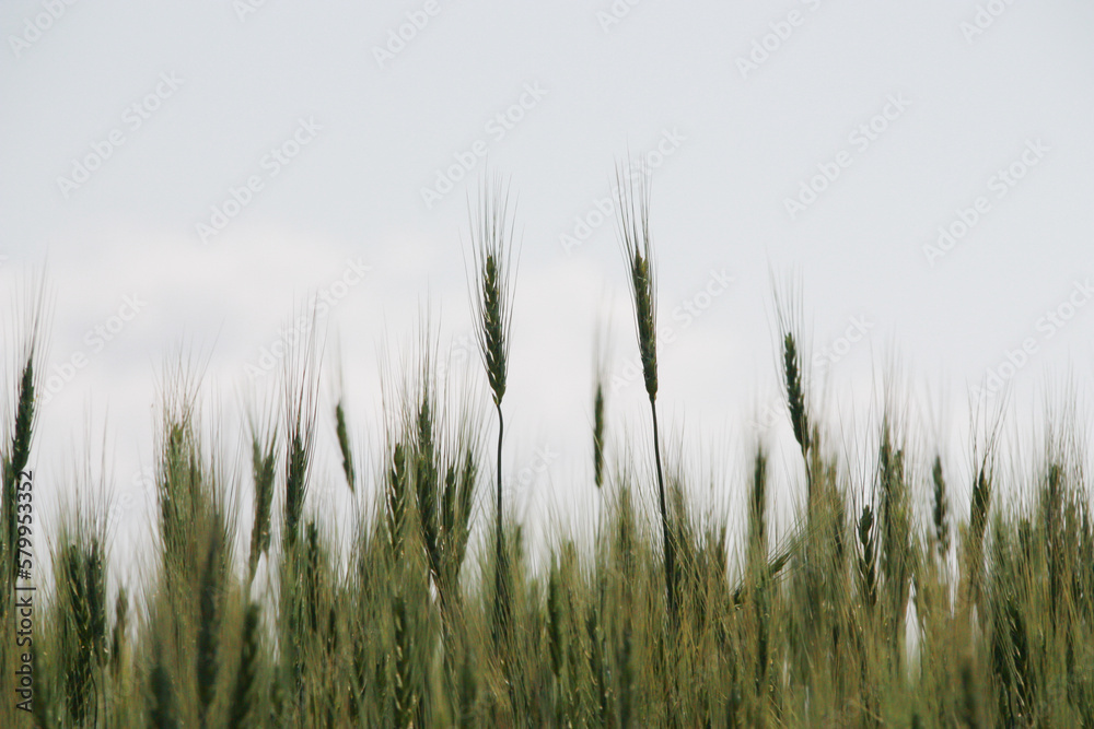 夏の緑の麦の穂
夏の緑の麦の穂