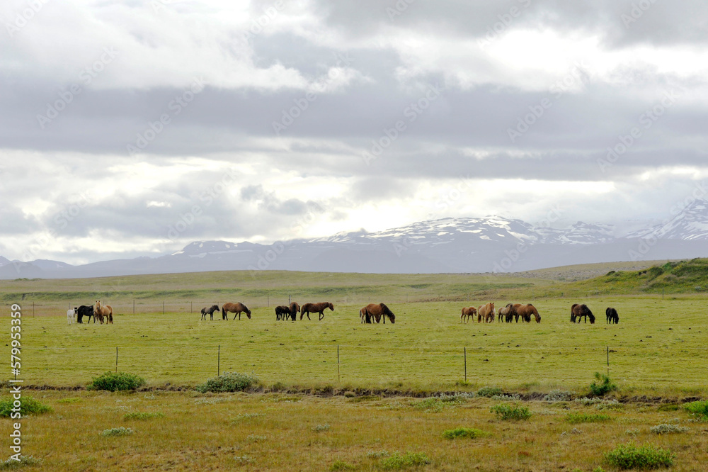 Horse breeding in Iceland