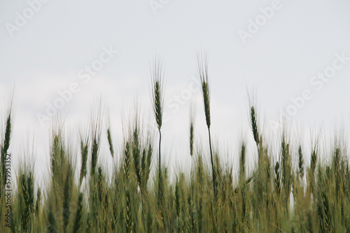 夏の緑の麦の穂 