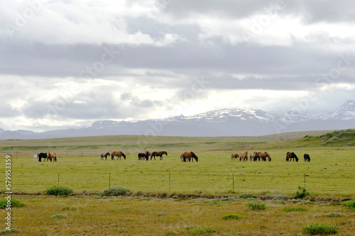 Horse breeding in Iceland © Tobias Seeliger