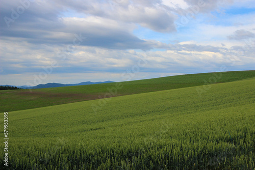 緑の麦畑 