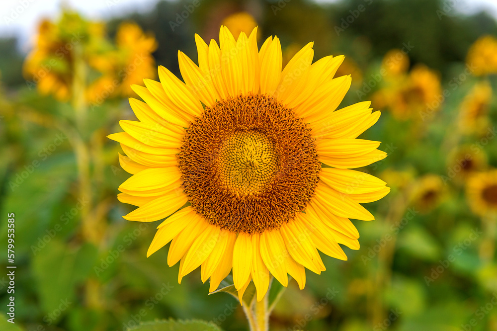 Sunflower natural background, Sunflower blooming in spring. Sunflower natural background, Sunflower blooming in spring.