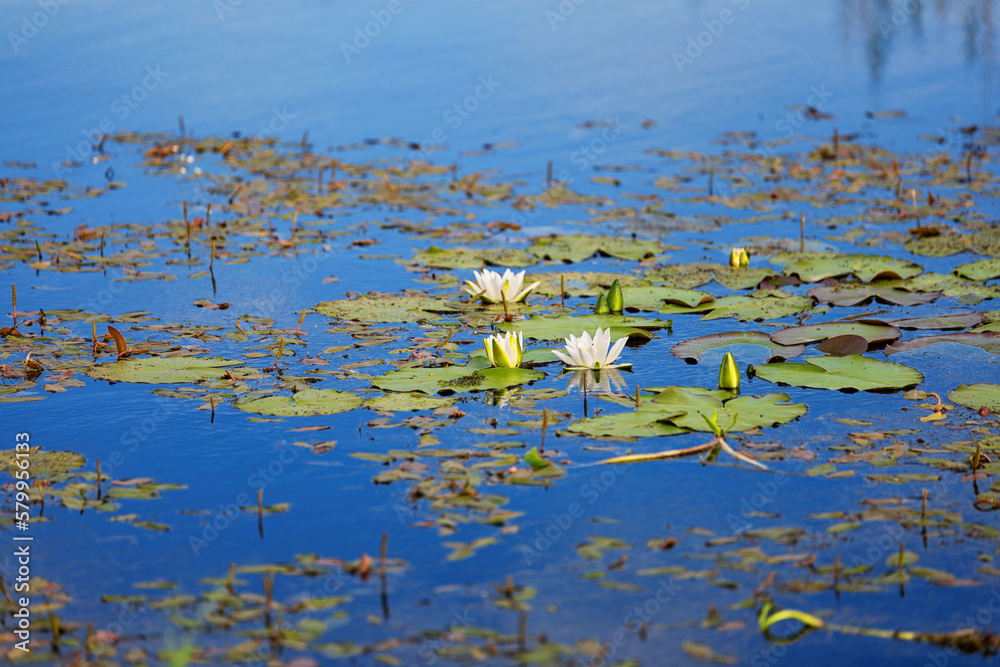 blooming white lotus on the blue surface of the lake blooming white lotus on the blue surface of the lake