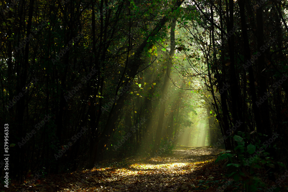 Fototapeta premium sun rays in the forest