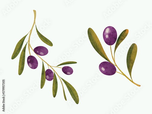 olive fruit