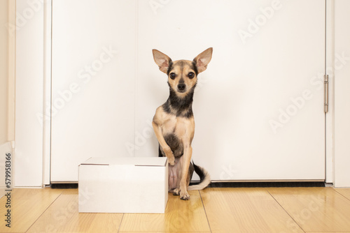 pet shop delivery, cute little dog with a box order parcel sitting at the door of the house