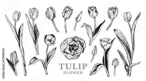 Set of hand drawn Spring Tulip flowers. Vector illustration of plant elements for floral design. Black and white realistic botanical sketch isolated on a white background. Beautiful bouquet of Tulips