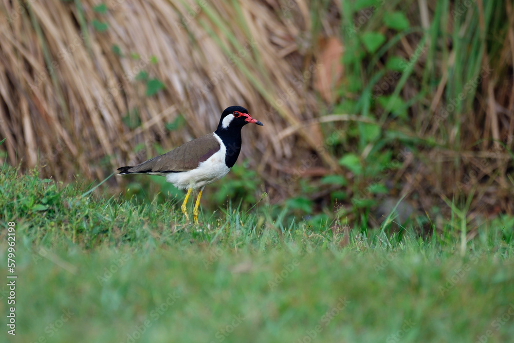 Red-wattled lapwing standing in the grass Red-wattled lapwing standing in the grass