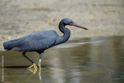 Pacific reef heron, also known as the eastern reef egret