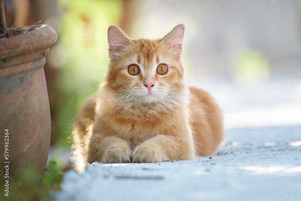 Fototapeta premium Cute ginger cat on the street