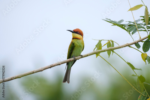 Chestnut-headed bee-eater sitting on a perch, Merops leschenaulti © nexusby