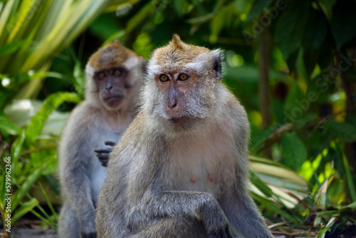 Crab-eating macaques, portrait of monkey © nexusby