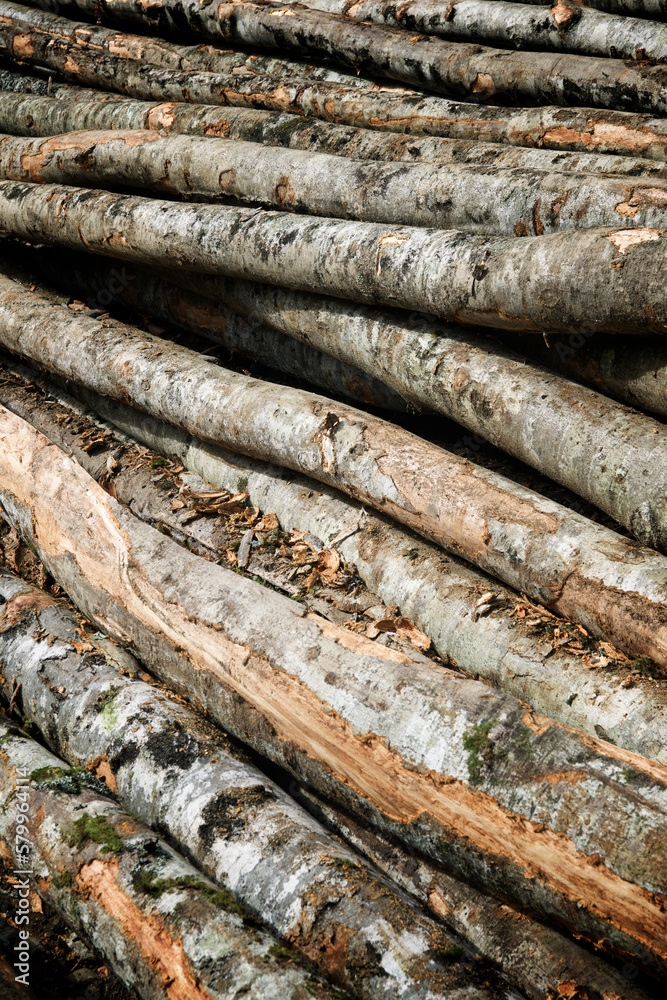 High angle view of logs