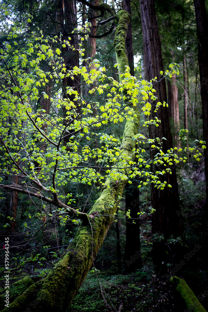 Trees growing at Muir Woods National Monument Trees growing at Muir Woods National Monument