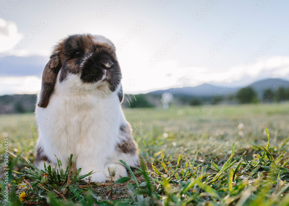 Close-up of rabbit on grassy field against sky Close-up of rabbit on grassy field against sky