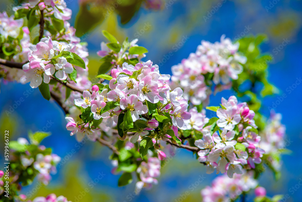 Fototapeta premium appletree blossom branch in the garden in spring