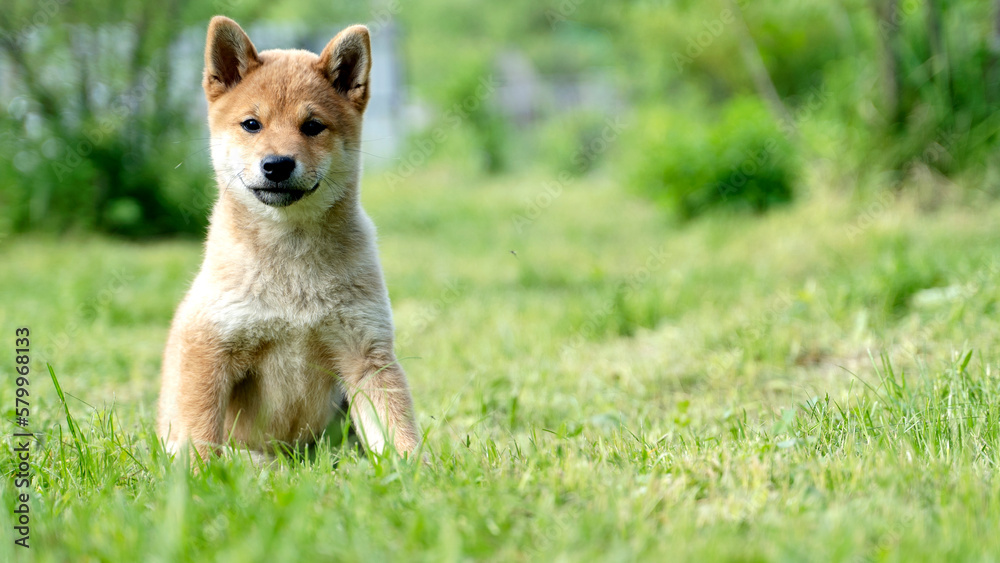shiba inu puppy on the green grass shiba inu puppy on the green grass