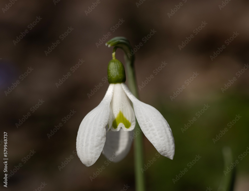 The snowdrop, with its delicate white petals and green stem, is a true herald of spring. Emerging bravely through the snow and frost, it signals the end of winter and the promise of new life.