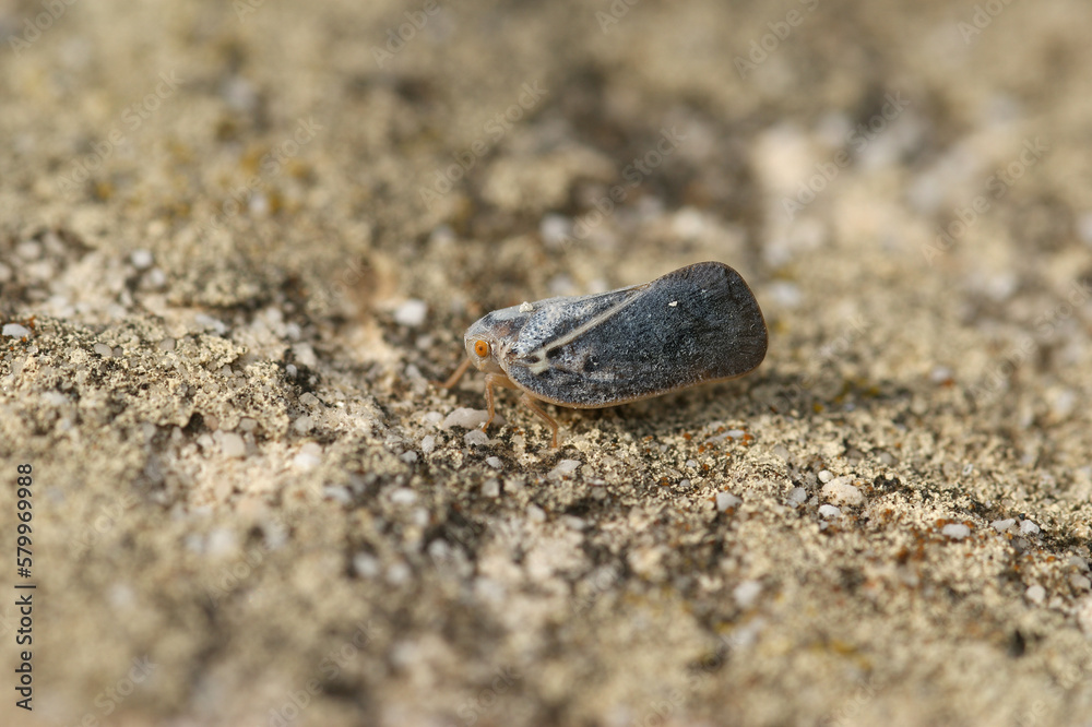 Closeup on the small and bluish Citrus Flatid Planthopper, Metcalfa pruinosa sitting on a stone Closeup on the small and bluish Citrus Flatid Planthopper, Metcalfa pruinosa sitting on a stone