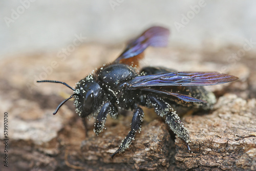 Closeup on a large Mediterranean Carpenter bee, Xylocopa violacea on wood photo
