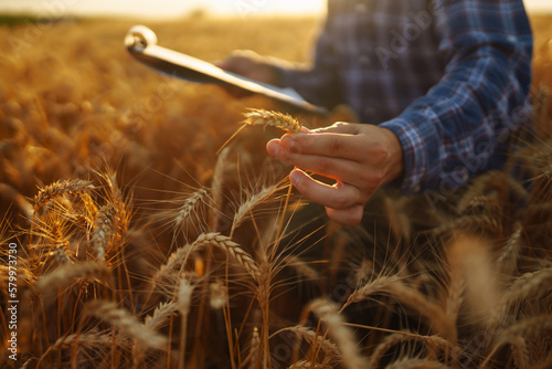 Farmer on a wheat field with a tablet in his hands. Idea of a rich harvest.