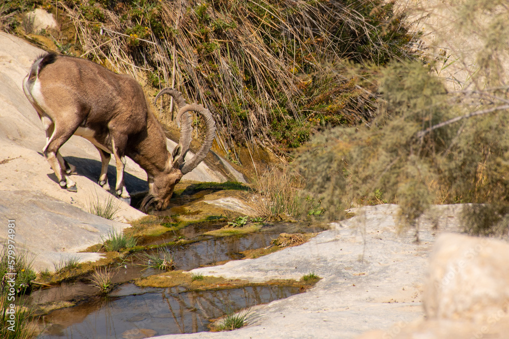 Naklejka premium ibex drinking from a pond in the desert