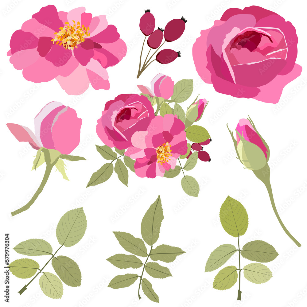 PNG set of hand drawn roses on a translucent background,Isolated illustration of blooming flowers and leaves