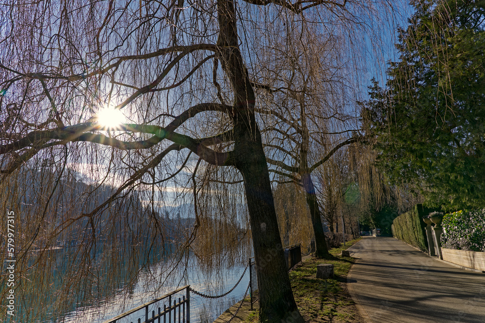 Beautiful tree alley at river bank of Aare River in backlight with mountain panorama in the background at City of Thun on a sunny winter day. Photo taken February 21st, 2023, Thun, Switzerland. Beautiful tree alley at river bank of Aare River in backlight with mountain panorama in the background at City of Thun on a sunny winter day. Photo taken February 21st, 2023, Thun, Switzerland.