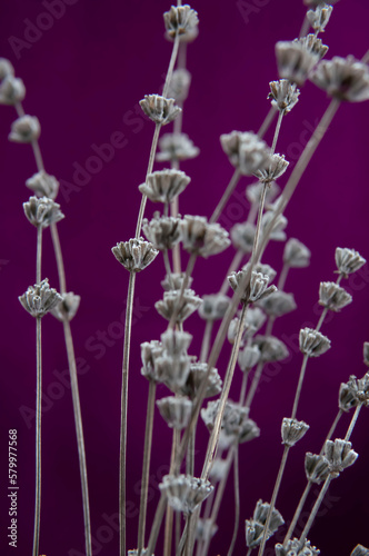 lavender flowers, dry on purple background