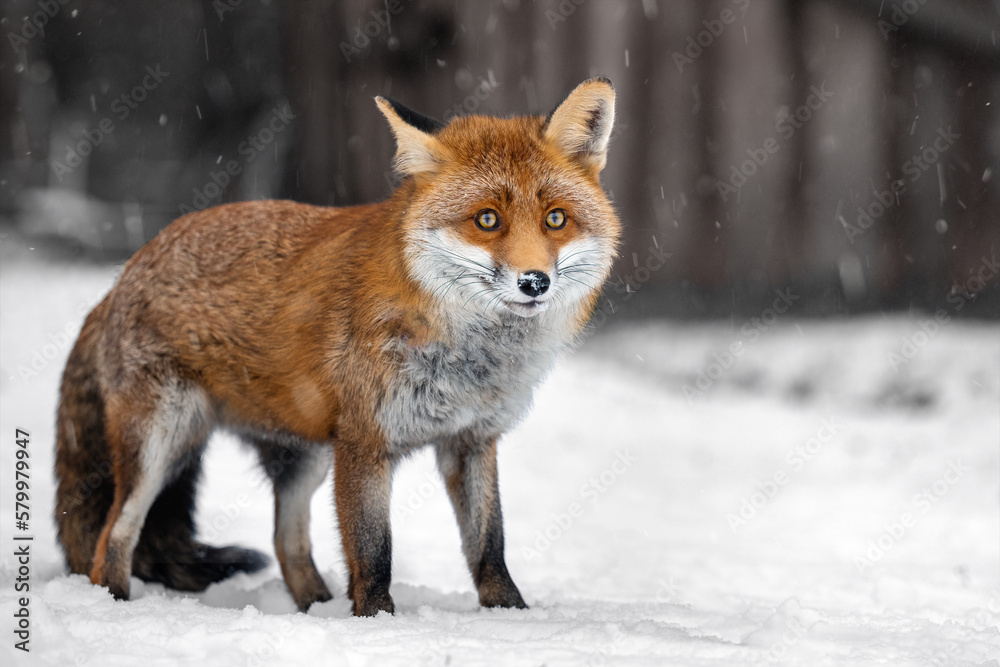 Obraz premium A fox runs across a snowy meadow.