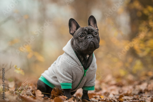 english bulldog puppy in a sweatshirt