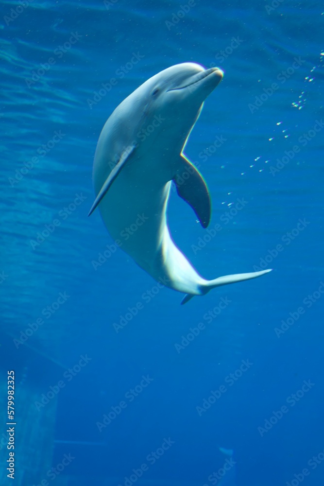 Naklejka premium dolphin
