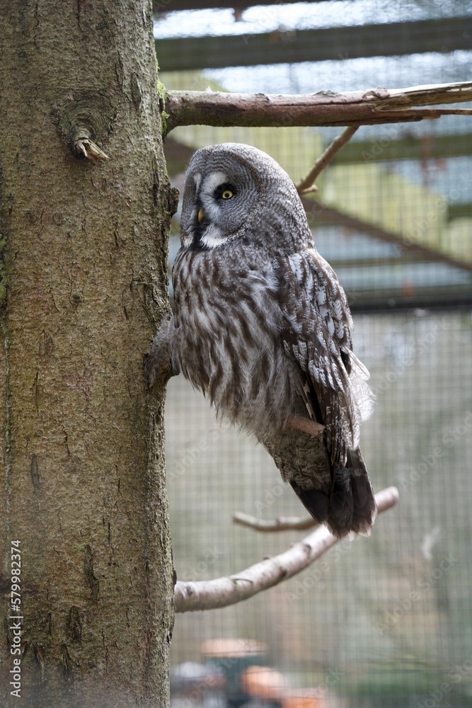 Fototapeta premium owl