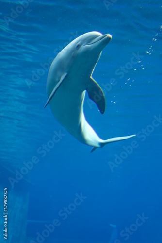 dolphin © Simon