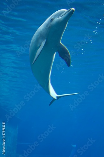 dolphin in the water