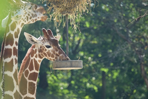 Giraffe in the zoo © Simon