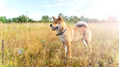 shiba inu puppy walks in nature