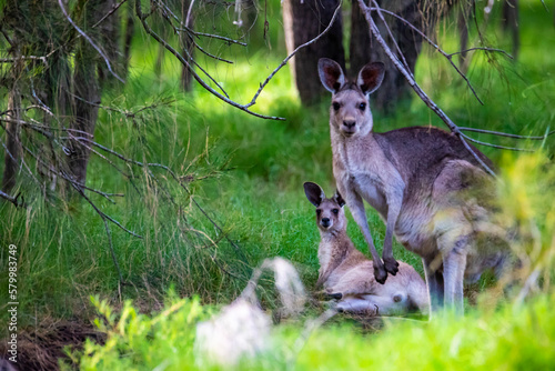 Beautiful lovely cute eastern grey kangaroo with joey resting on the grass in Tinchi Tamba Wetlands near Brisbane, Queensland, Australia