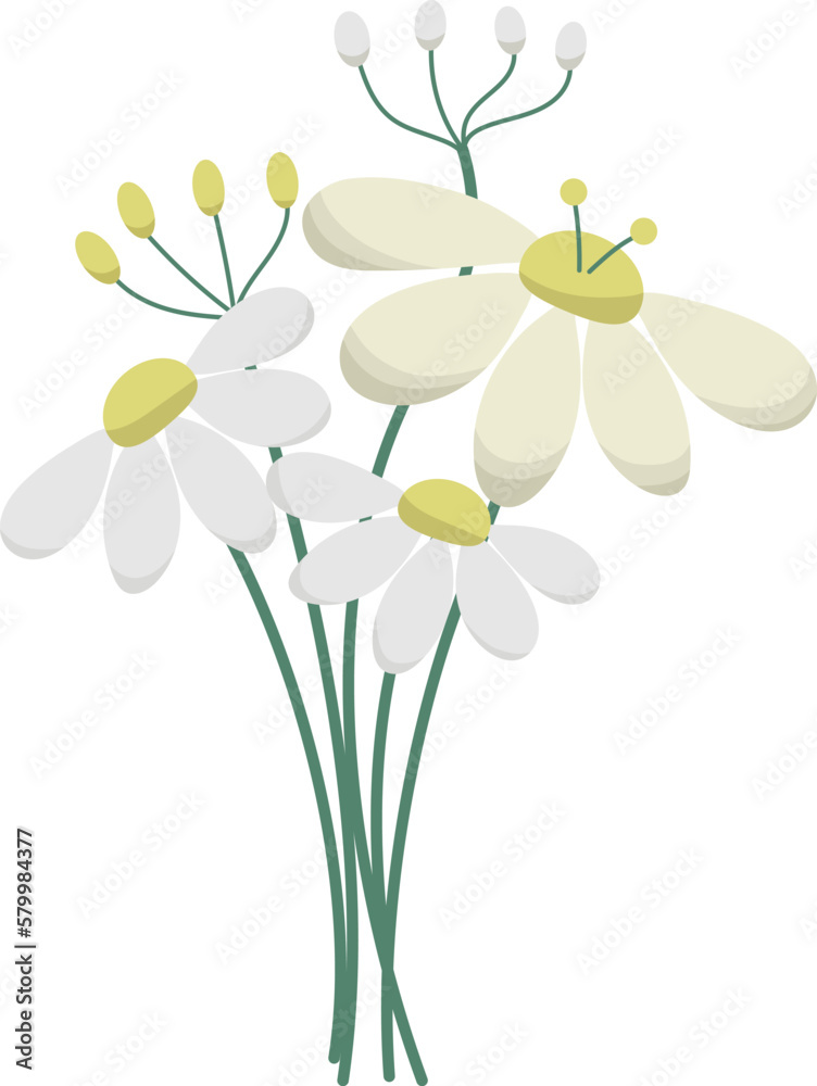 Vector chamomile bouquet of white and yellow wild flowers isolated on transparent background. Medical herbs