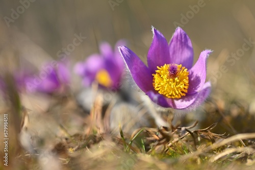 Konstfotografi Nice little purple flower in the spring