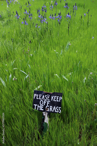 Blue bells in grass - Hyacinthoides massartiana - Botanical garden photo