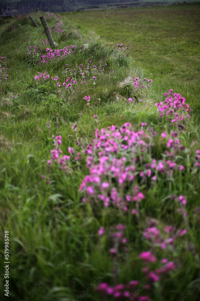 Coastal path between Peterhead, Boddam, Bullers of Buchan and Cruden bay - Aberdeenshire - Scotland - UK Coastal path between Peterhead, Boddam, Bullers of Buchan and Cruden bay - Aberdeenshire - Scotland - UK