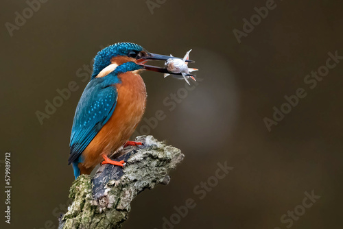 Kingfisher perched on branch with fish