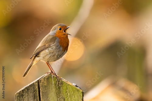 Robin singing in golden light
