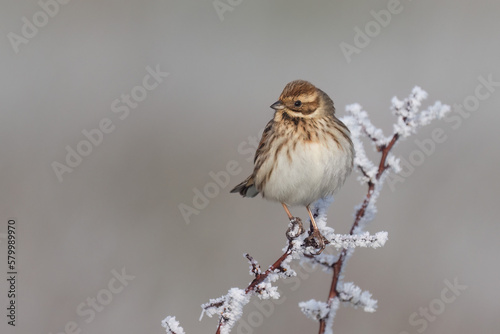 Female Reed Bunting on ice coverted twig