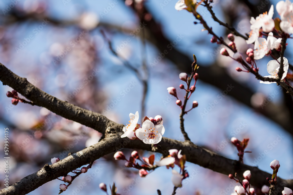 The fruits blossom in spring. Spring blossoms in forest,fields and parks. The fruits blossom in spring. Spring blossoms in forest,fields and parks.