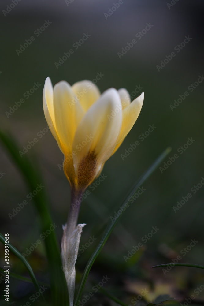 Fototapeta premium Yellow flower
