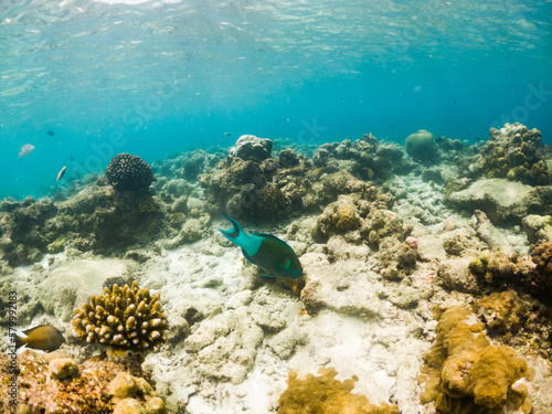 Fototapeta Naklejka Na Ścianę i Meble -  corals and tropical fish underwater sea life